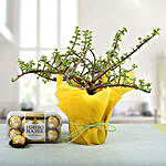 Ferrero Rocher with Lovely Jade Plant