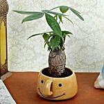 Pachira Bonsai In Yellow Vase