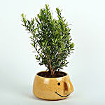 Unimus Plant In Smiley Vase