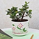 Ficus Dwarf Plant In Ceramic Vase
