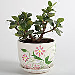 Ficus Dwarf Plant In Ceramic Vase