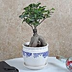 Ficus Microcarpa Bonsai Plant In Off White Vase