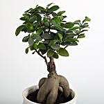 Ficus Microcarpa Bonsai Plant In Off White Vase