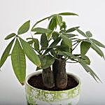 Pachira 3 in 1 Bonsai Plant