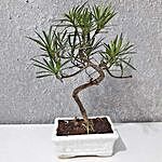 Podocarpus S Shaped Bonsai Plant