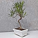 Podocarpus S Shaped Bonsai Plant
