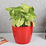 Refreshing Syngonium Plant In Red Pot