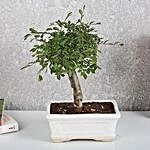 Ulmus I Shape Bonsai Plant