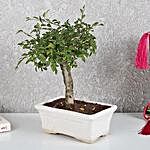 Ulmus I Shape Bonsai Plant