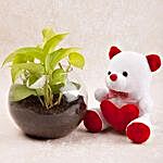 Money Plant Terrarium N Cute Teddy Combo