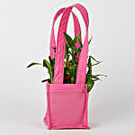 Carry Lucky Bamboo In Style
