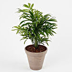 Energetic Bamboo Palm Plant With Lord Ganesha