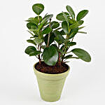 Air Purifying Ficus Plant