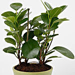 Air Purifying Ficus Plant