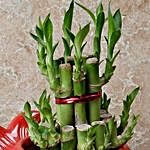 Gorgeous Lucky Bamboo Plant
