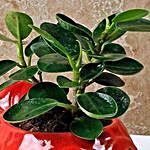 Ravishing Ficus Compacta Plant
