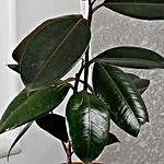 Air Purifying Rubber Plant