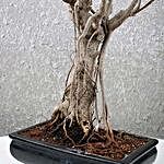 Ficus Oldroots Bonsai Tree