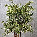 Ficus Starlight Bonsai Tree