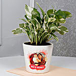 Mothers Day Special White Pothos Plant