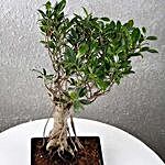 Ficus Oldroots Bonsai Tree