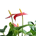 Lovely Anthurium Plant