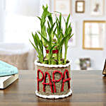 Lucky Bamboo Plant For Papa