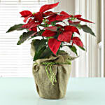 Potted Red Poinsettia Plant