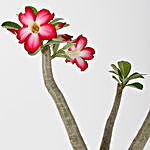 Pretty Desert Rose Bonsai Plant