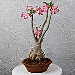 Beautiful Desert Rose Bonsai Plant