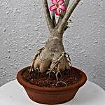 Beautiful Desert Rose Bonsai Plant
