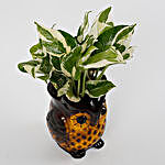 Beautiful Owl Shaped Decorative Pots with Plants