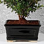 Boxwood Decor Bonsai Plant