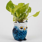 Cool Blue Owl Golden Money Plant
