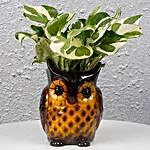 Decorative Owl White Pothos Plant