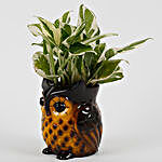 Decorative Owl White Pothos Plant
