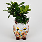 Ficus Compacta In Colorful Owl Pot