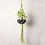 Attractive Hanging Syngonium Plant Terrarium