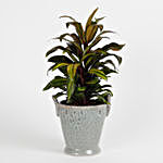 Air Purifying Cordyline Plant