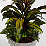 Air Purifying Cordyline Plant