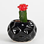 Beautiful Red Grafted Cactus Plant