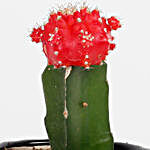 Beautiful Red Grafted Cactus Plant