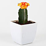 Marvelous Multicolor Grafted Cactus Plant