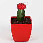 Red Grafted Cactus Plant