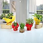Set of 5 Fantastic Indoor Plants