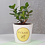 Ficus Dwarf Plant For Mom