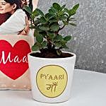 Ficus Dwarf Plant For Mom