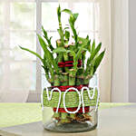Special Lucky Bamboo Plant For Mom