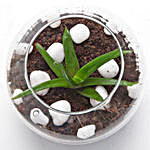 Multipurpose Aloe Vera Plant Terrarium