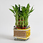 Evergreen 2 Layer Lucky Bamboo Plant for Boss